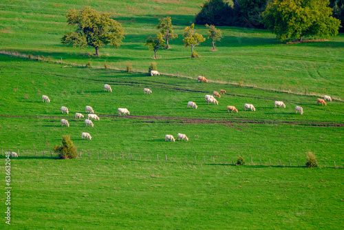 Troupeau de vaches dans un pré