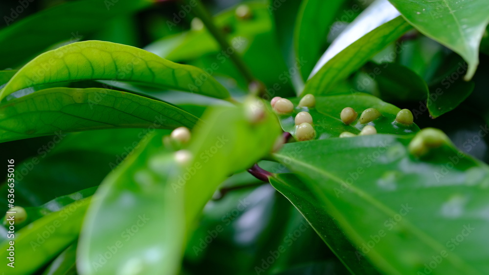 White pest eggs on the leaves. Eryophyes gastroticus or Gall mites or hama Tungau Puru. White pest eggs on the leaves. Eryophyes gastroticus or Gall mites or hama Tungau Puru.