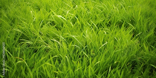 Vibrant greenery. Refreshing meadow in summer. Captivating green grass under sun