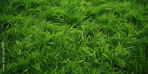 Vibrant greenery. Refreshing meadow in summer. Captivating green grass under sun