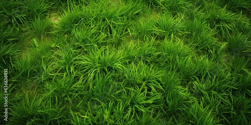 Vibrant greenery. Refreshing meadow in summer. Captivating green grass under sun