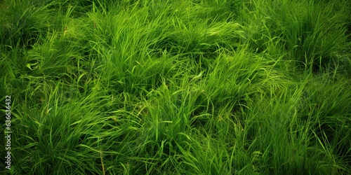 Vibrant greenery. Refreshing meadow in summer. Captivating green grass under sun