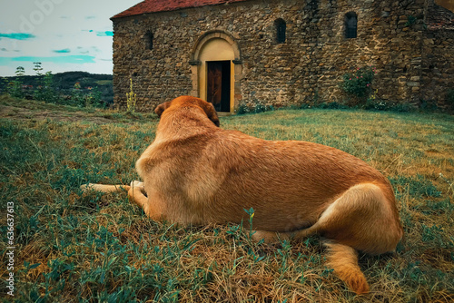A dog in the yard of an old fortified Christian church