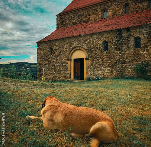 A dog in the yard of an old fortified Christian church
