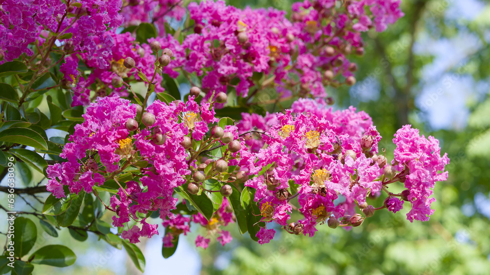 Lagerstroemia indica | Crape myrtle, beautiful tree with fluted stems bearing panicles of flowers composed of pink fuchsia crimped petals, small dark green leaves and many capsuled fruits 
