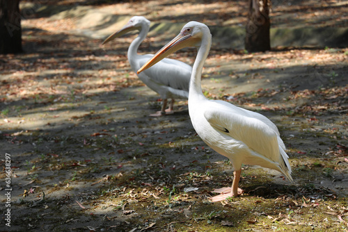 2 two white Pelicans walking on forest background. Pelicans in a lake.  dendrological park Ureki, Georgia. Arboretum Shekvetili. photo