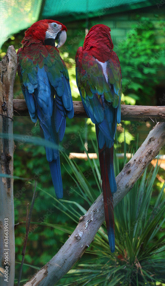 2 Two Scarlet Macaw parrots. Bright red and blue South American parrots. pair, couple of Ara macao sitting on tree branch in zoo. blue wings in a tropical rainforest. shekvetili dendrological park