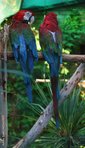 2 Two Scarlet Macaw parrots. Bright red and blue South American parrots. pair, couple of Ara macao sitting on tree branch in zoo. blue wings in a tropical rainforest. shekvetili dendrological park photo