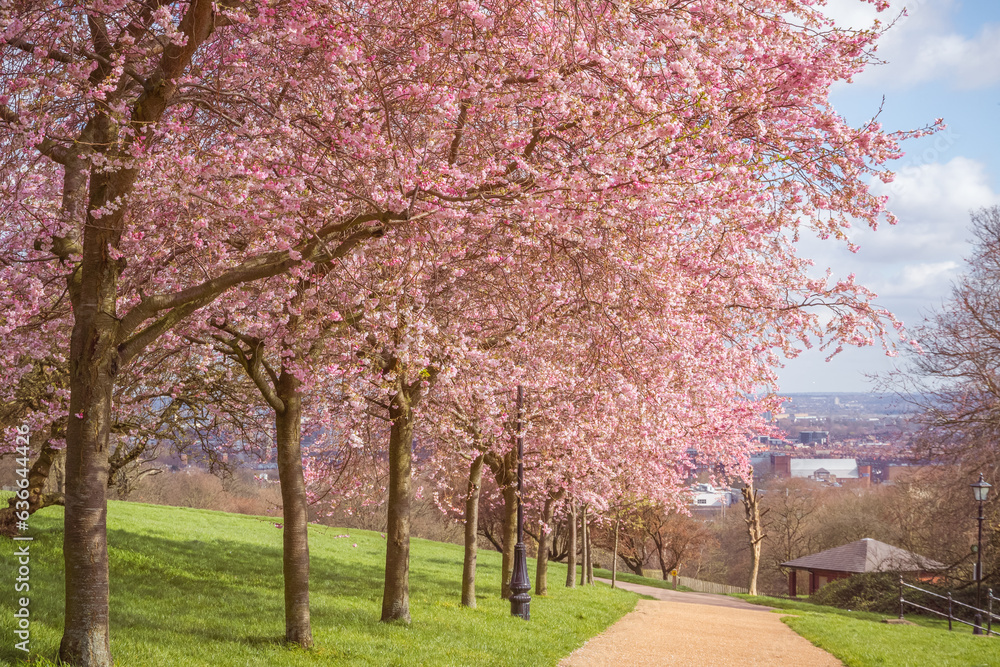 Naklejka premium Cherry blossoms at Alexandra Park in London, England in Spring