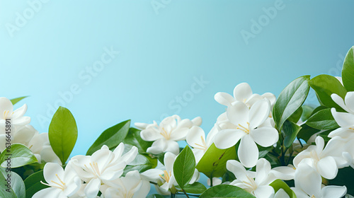 White gardenia flowers with green leaves on light blue background photo