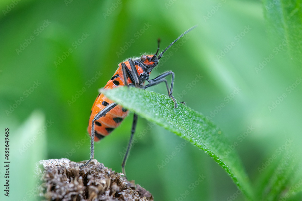 Close-up of a Cinnamon Bug (Corizus hyoscyami). Close-up of a Cinnamon Bug (Corizus hyoscyami).