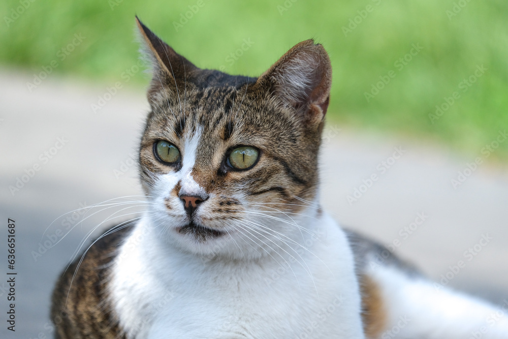 Fototapeta premium Close up white brown cat face with blurred background.