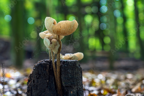 A group of porcelain fungus on a dead tree trunk photographed in the Balijbos in Zoetermeer photo