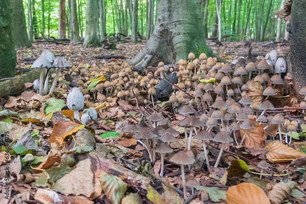 Obraz premium A large collection of mushrooms (Parasola conopilus, Coprinopsis atramentaria and Coprinellus micaceus) photographed in the Balijbos in Zoetermeer