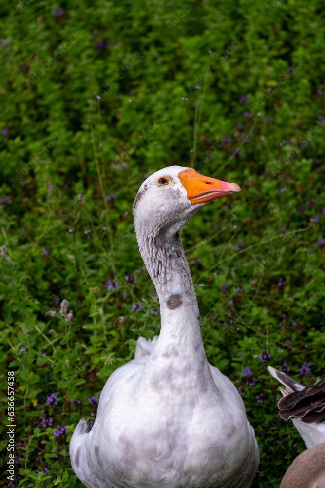 Obraz premium goose in the grass
