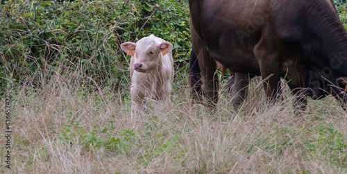 baby goat in a field © Joost van Os