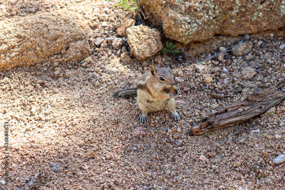 Obraz premium Chipmunk in the wild mountains Estes Park Colorado . High quality photo