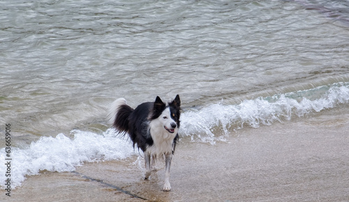 border collie playing with water