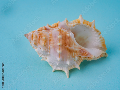 Summer concept with seashells and starfish on pastel blue background. Top view, flat lay