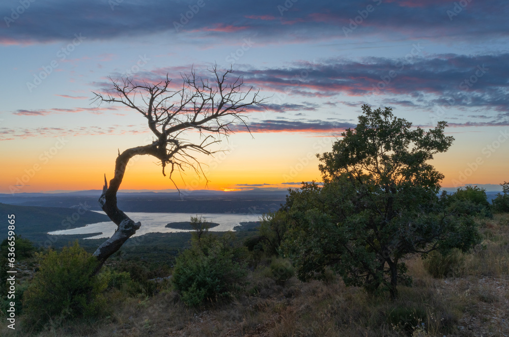 Lonely old tree at the hill, watching over Lac du Sainte-Croix in the Provence, France during sunset.