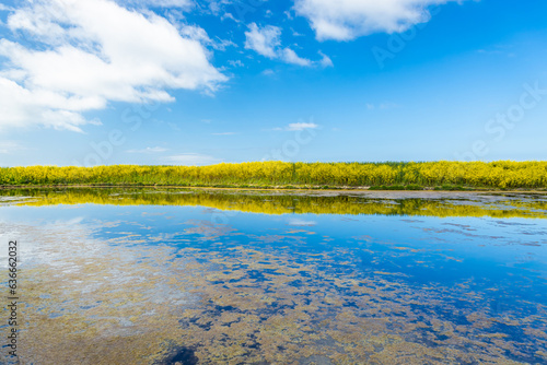 Canvas Print Field of yellow mustard and water of the salt marshes of the natural reserve of