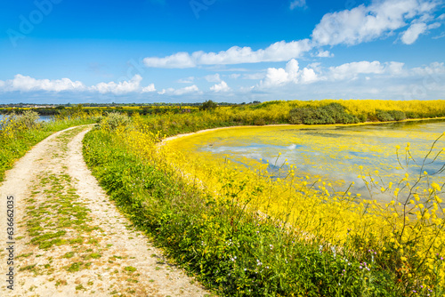 Wall Mural Footpath and pond of the salt marshes of the natural reserve of Lilleau des Nige