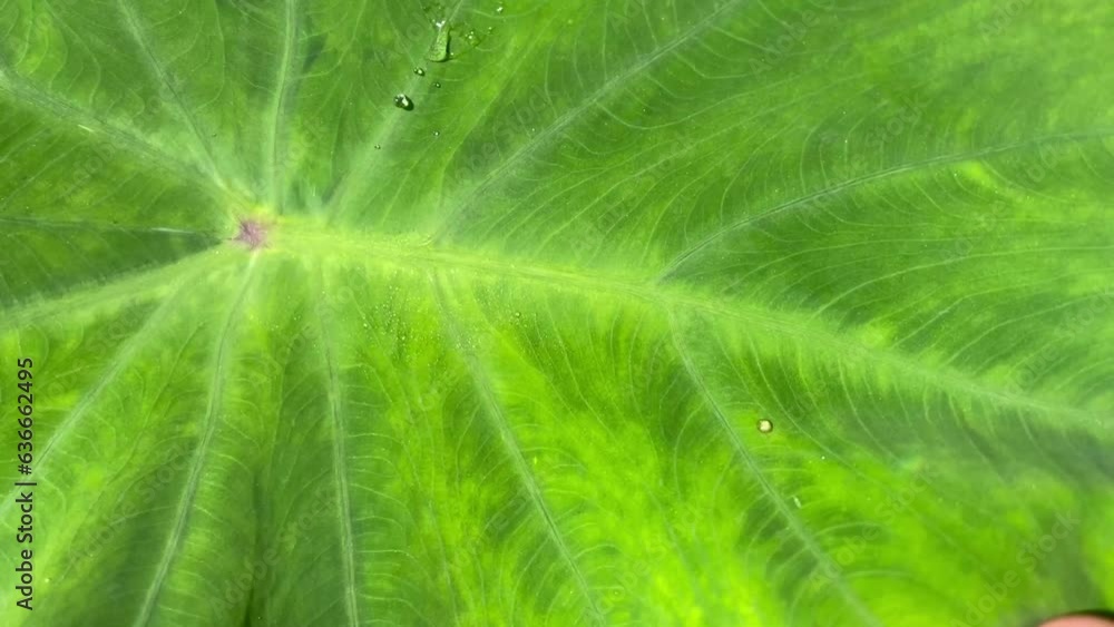 slow motion of water droplets on a beautiful green taro leaf slow motion of water droplets on a beautiful green taro leaf
