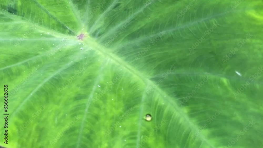 slow motion of water droplets on a beautiful green taro leaf slow motion of water droplets on a beautiful green taro leaf