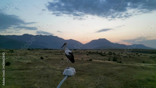 The stork's lifestyle, travel, observations and nature in the city life