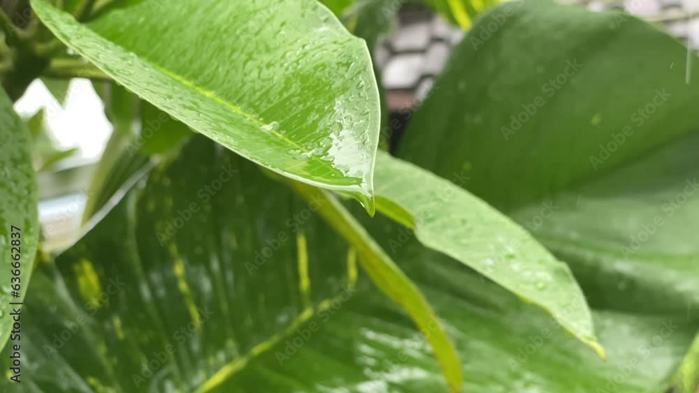 Fresh leaves with beautiful crystal raindrops Fresh leaves with beautiful crystal raindrops