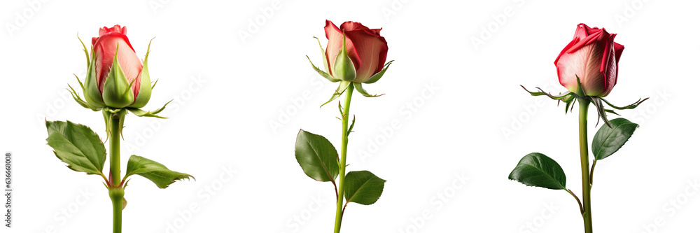 red rose young and fresh isolated