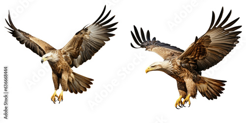 White tailed eagle flying © TheWaterMeloonProjec
