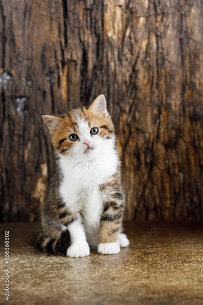 Vertical photography. The kitten is strong and looks at us Vertical photography. The kitten is strong and looks at us