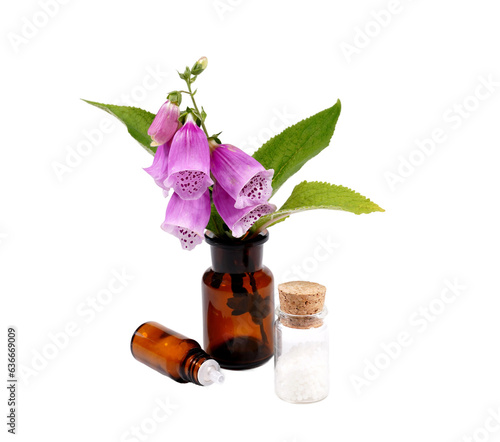 Fingerhut Digitalis purpura
