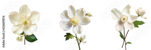 White flower of Helleborus Niger © TheWaterMeloonProjec