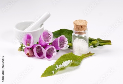 Fingerhut Digitalis purpura