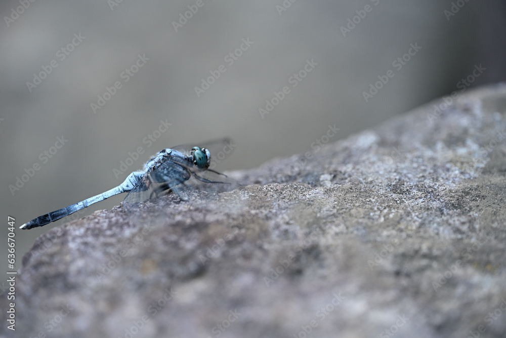 Graceful Guardian: Close-up Nature Photography of Sympetrum Dragonfly Graceful Guardian: Close-up Nature Photography of Sympetrum Dragonfly