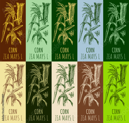 Set of vector drawing CORN in various colors. Hand drawn illustration. The Latin name is ZEA MAYS L. 