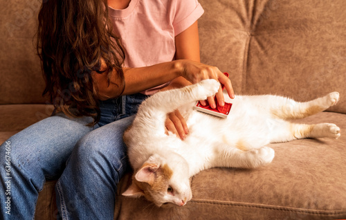 Young woman sitting on sofa and combing cat's fur. Relaxed cat on sofa while grooming.