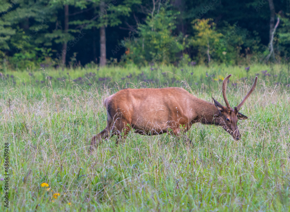 Elk in Wildflowers Elk in Wildflowers