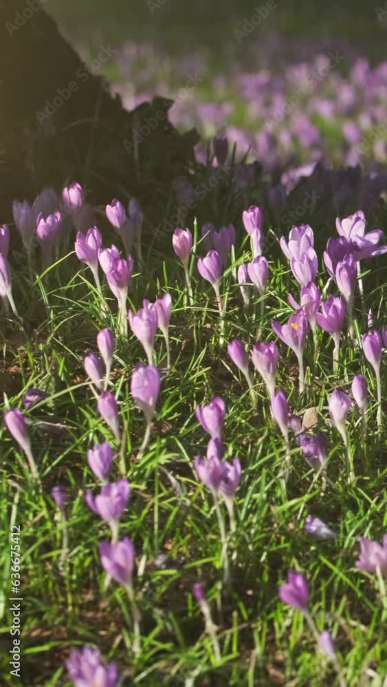 Springtime view of violet crocuses between trees on meadow. Soft selective focus of flowering crocus flowers. Vertical video Springtime view of violet crocuses between trees on meadow. Soft selective focus of flowering crocus flowers. Vertical video