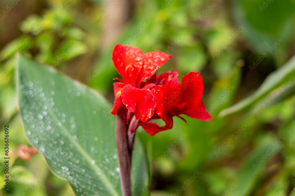 Red Calla Lily on Green Leaves Background on a flower garden. Beautiful Nature Backgrounds Stock Images Red Calla Lily on Green Leaves Background on a flower garden. Beautiful Nature Backgrounds Stock Images