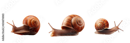 A singular brown snail on a transparent background