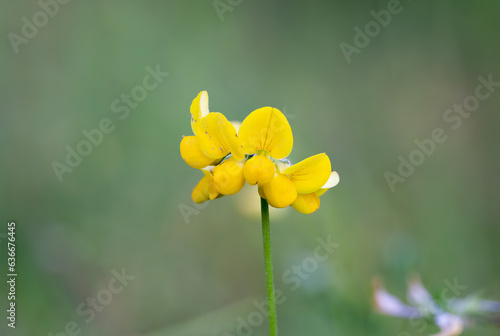 Close up di un fiore giallo su uno sfondo di erba verde. Ginestrino delle paludi, ginestrino palustre, lotus pedunculatus, vegetazione spontanea caratteristica dei terreni paludosi, boschi e biotopi.  photo