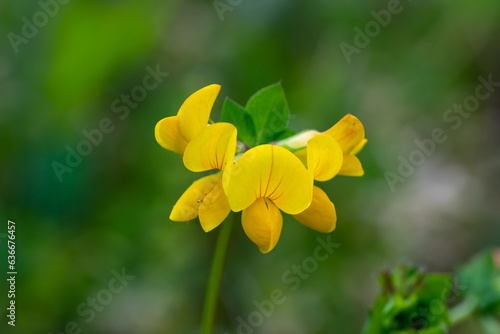 Close up di un fiore giallo su sfondo verde. Ginestrino delle paludi, ginestrino palustre, lotus pedunculatus, vegetazione spontanea caratteristica dei terreni paludosi, boschi e biotopi.  photo