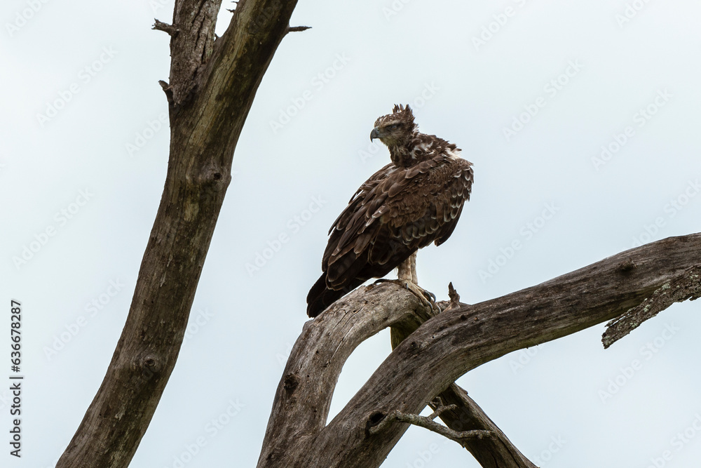 Aigle martial, Polemaetus bellicosus, Martial Eagle Aigle martial, Polemaetus bellicosus, Martial Eagle