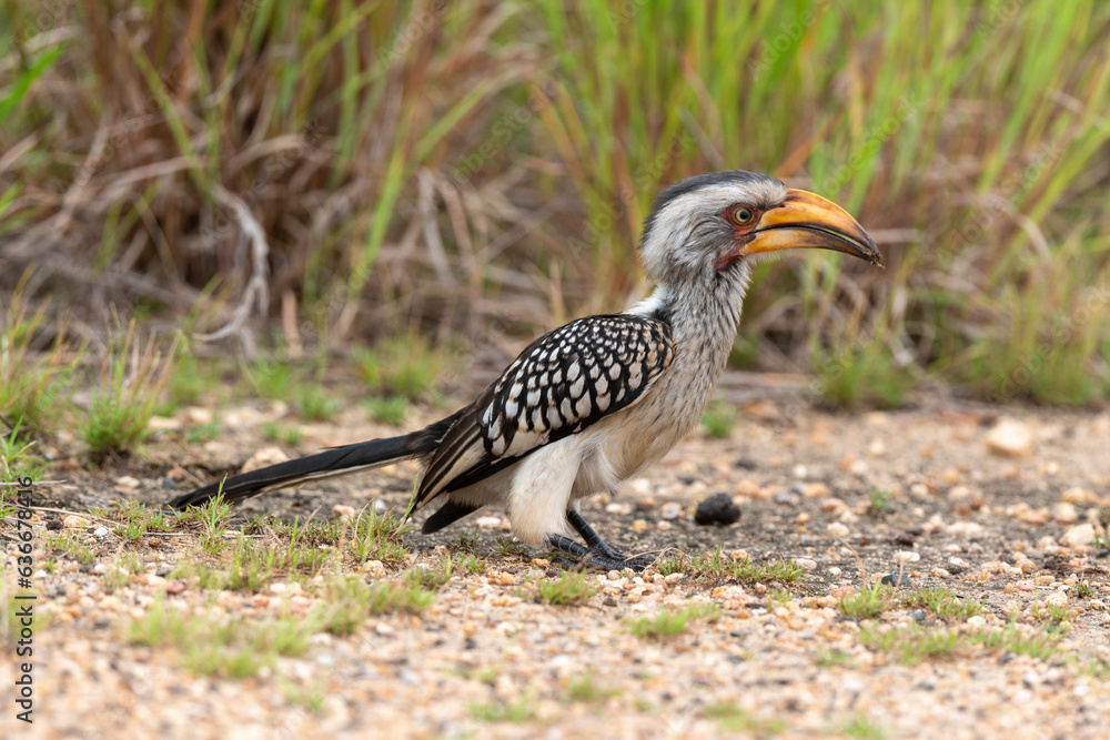 Obraz premium Calao leucomèle,.Tockus leucomelas, Southern Yellow billed Hornbill