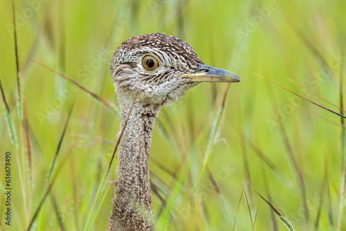 Outarde houppette,.Lophotis ruficrista, Red crested Korhaan photo