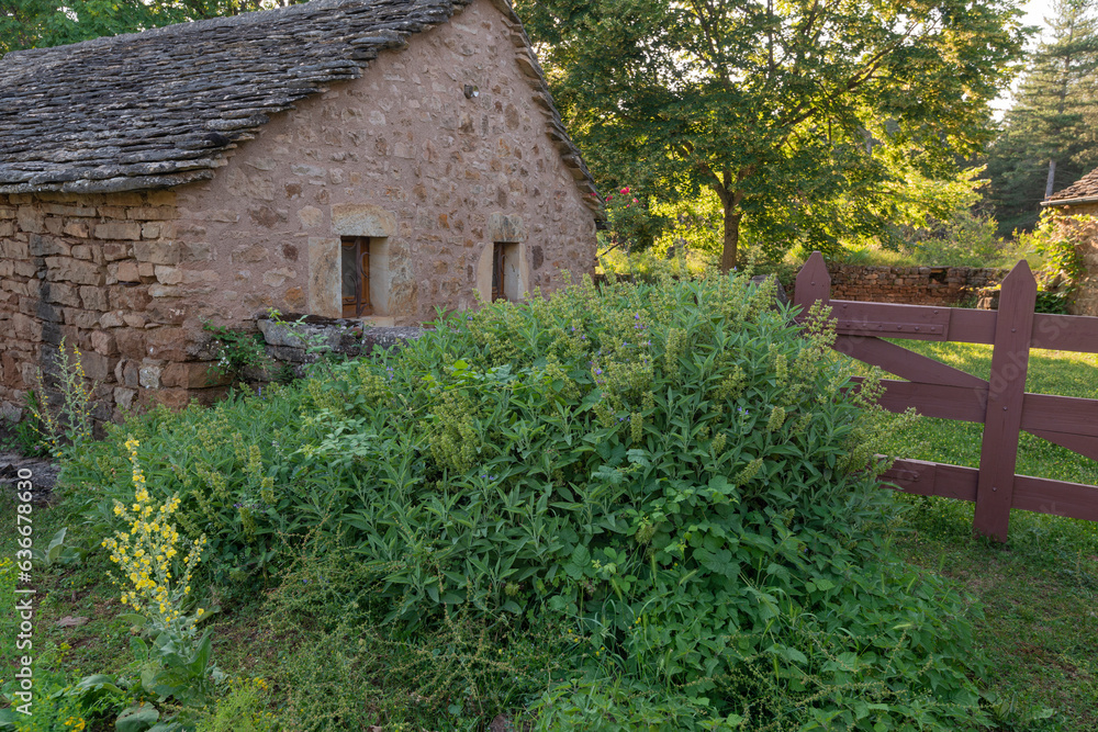 Fototapeta premium Sauge officinale, Salvia officinalis, maison caussenarde, Rivière sur Tarn, 12, Aveyron, Parc naturel régional des Grands Causses, France