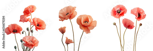 Poppies depicting beauty on a transparent background #636679284